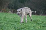 IRISH WOLFHOUND 314